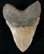 Massive Megalodon Tooth - North Carolina #13986-2